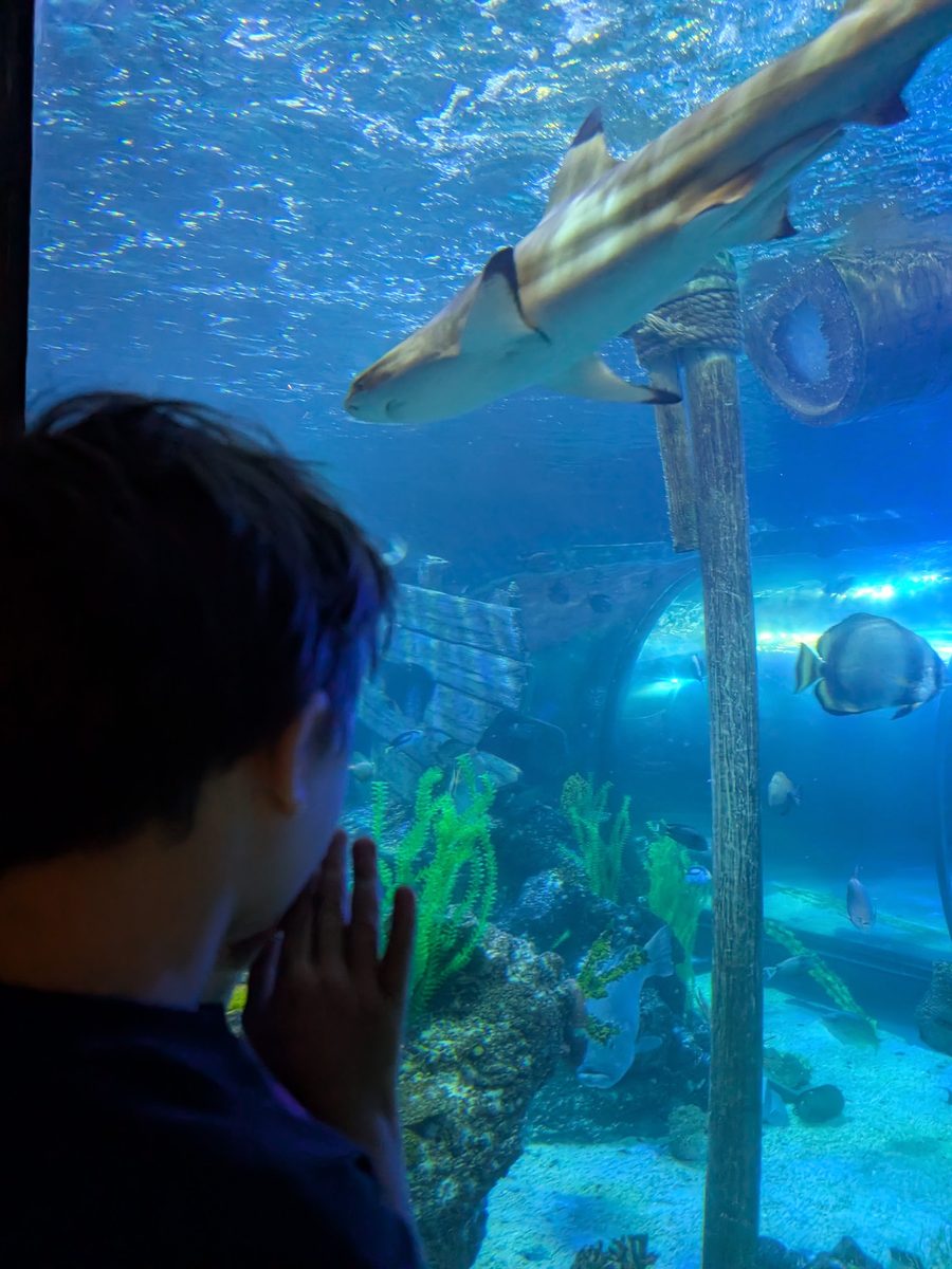 Watching a shark glide past at Sharkbait Reef